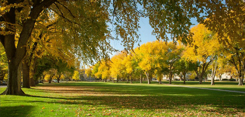 Denver A City Of Trees – That’s Not Natural