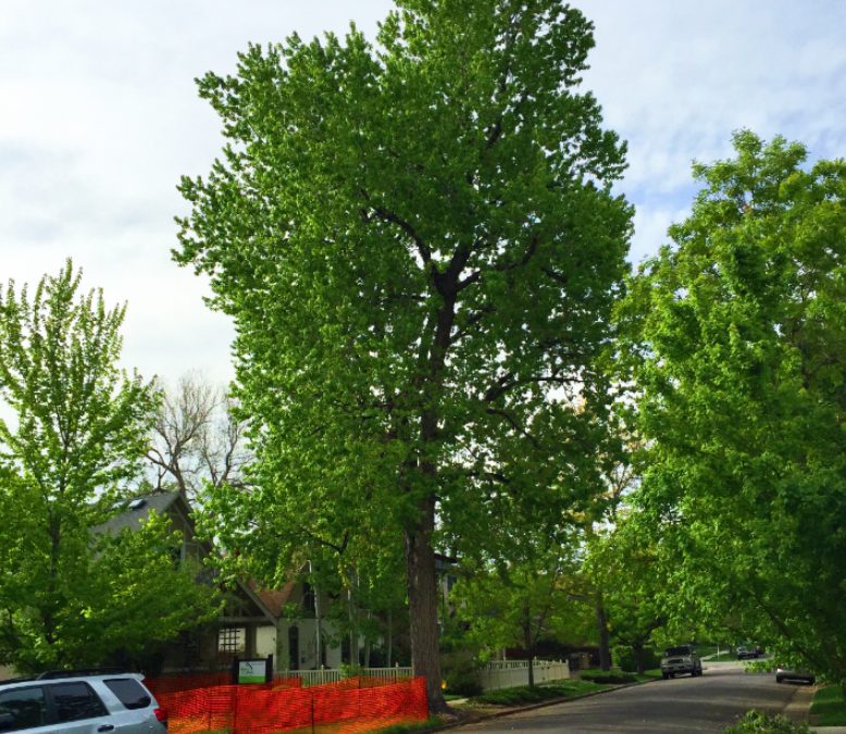 silver maple pruning