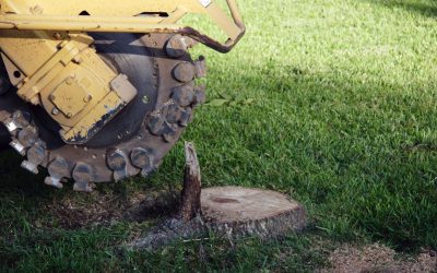What Does it Cost to Remove a Tree and Stump?