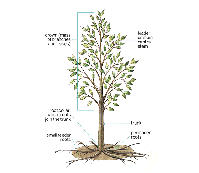 Anatomy of the Tree
